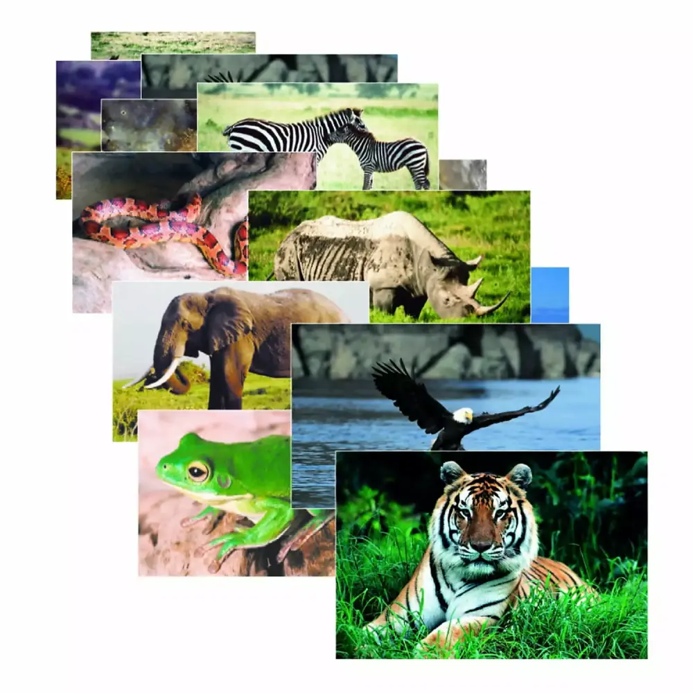 Stages Learning Materials Wild Animals Poster Set 10 Kids Education